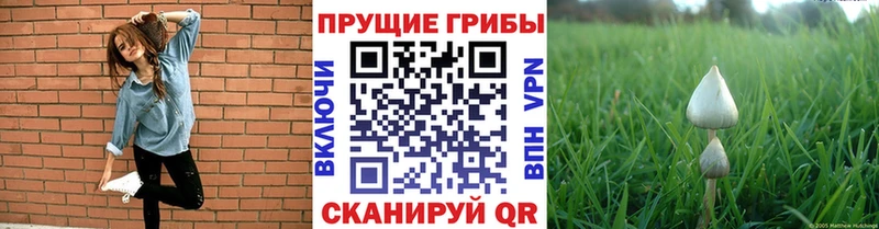 Галлюциногенные грибы ЛСД  Заводоуковск 
